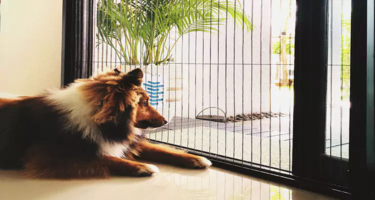 Sliding Screen Pet Door Repair in Plant City, FL