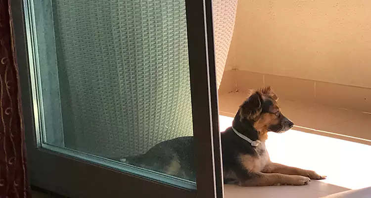 French Door Pet Screen Repair in Plant City, FL